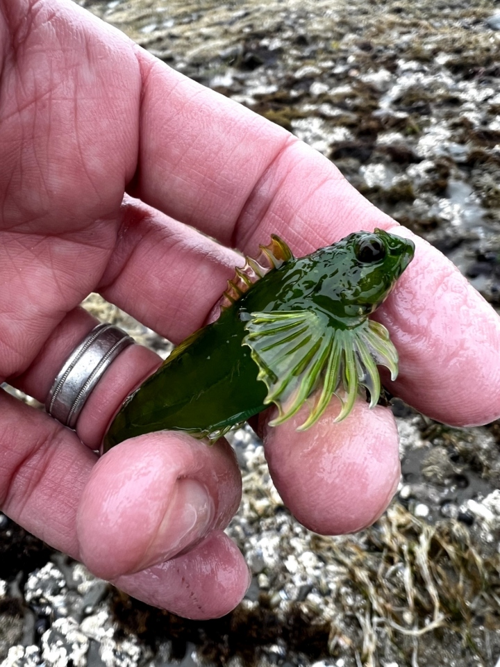 Fluffy Sculpin